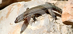 Ibiza Lizard