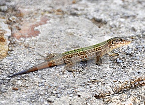 Ibiza Lizard