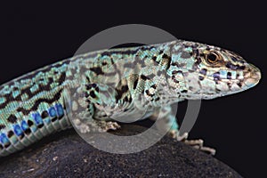 Ibiza wall lizard (Podarcis pityusensis formenterae)