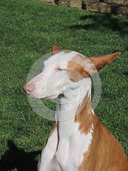 Ibizan hound