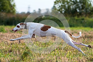 Ibizan Hound