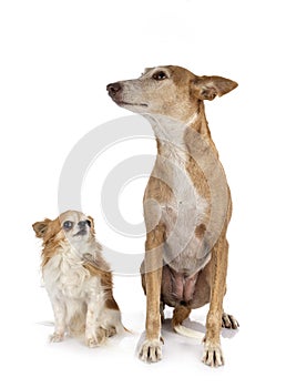 Ibizan Hound and chihuahua