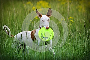 Ibizan Hound dog