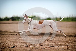 Ibizan Hound dog