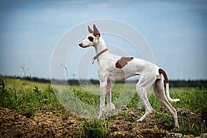 Ibizan Hound dog