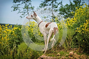 Ibizan Hound dog