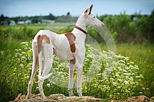 Ibizan Hound dog