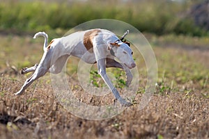 Ibizan Hound dog