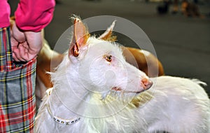 Ibizan Hound dog