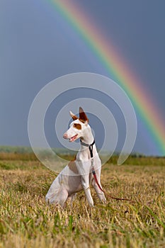 Ibizan hound dog with rainbow