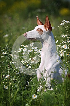 Ibizan Hound dog sit in grass