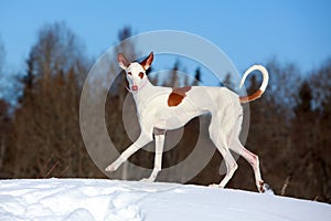 Ibizan Hound dog