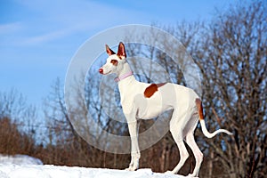 Ibizan Hound dog