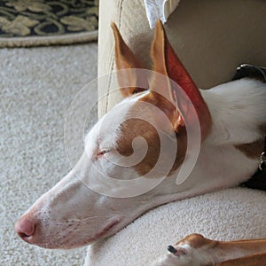 Ibizan Hound happy at home.