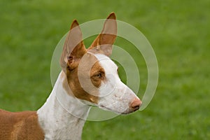Ibizan Hound Head