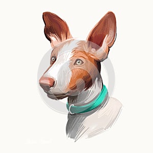 Ibizan Hound, Ibizan Warren Hound dog digital art illustration isolated on white background. Ibiza origin hound hunting dog. Pet