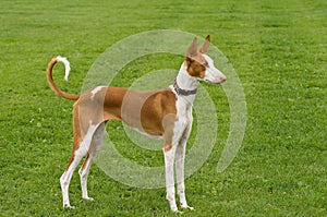 Ibizan Hound Posed