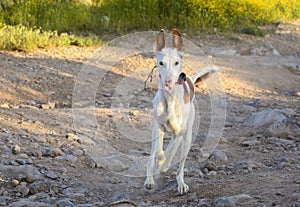 Ibizan hound running down a dirt road