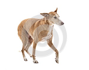 Ibizan Hound in studio