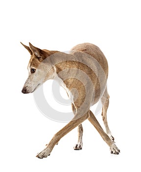 Ibizan Hound in studio