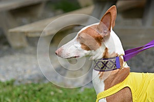 Ibizan Hound ready to run.