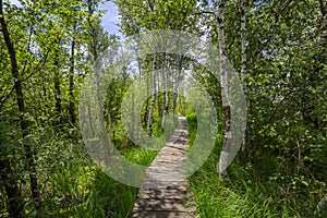 Ibmer Moor winding Boardwalk Nature Reserve