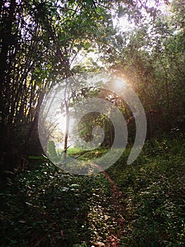 iboe tears forest charm in the morning