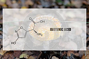 .ibotenic acid as one of the psychedelic ingredients in the fly agaric. Psychoactive substances in amanita muscaria photo