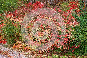 Iburnum is a flowering shrub