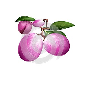 Icaco fruit isolated. Chrysobalanus icaco, cocoplum, Paradise Plum. Fruit of coastal form. Botanic concept digital art