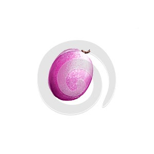 Icaco fruit isolated. Chrysobalanus icaco, cocoplum, Paradise Plum. Fruit of coastal form. Botanic concept digital art