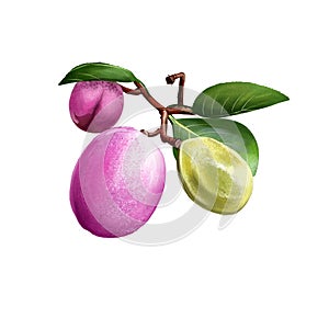 Icaco fruit isolated. Chrysobalanus icaco, cocoplum, Paradise Plum. Fruit of coastal form. Botanic concept digital art