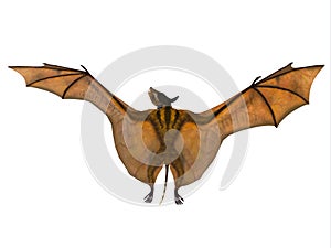 Icaronycteris Bat Wings
