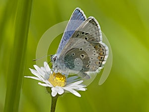 Icarusblauwtje, Common Blue, Polyommatus icarus