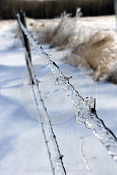 Ice on Barbed Wire after the Storm