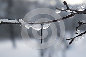 Ice on the bare tree branch outdoors. Subfreezing temperature in wintertime