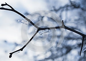 Ice on the bare tree branch outdoors.