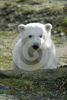 Ice bear Knut