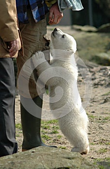 Ice bear Knut