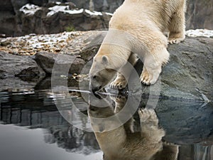 An ice bear, polar bear drinking water