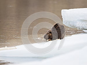 Ice beaver photo