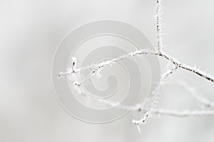 Ice on a branch