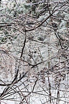 Ice on branches