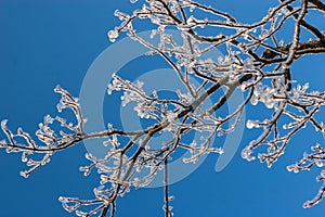 Ice on branches