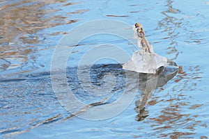 Ice build-up on branches over a river in a cold winter