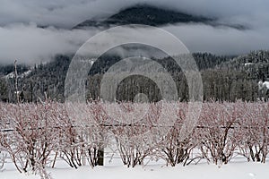 An ice coated blueberry field after an ice storm in the Fraser V