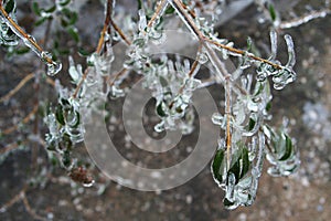 Ice-coated butterfly bush forms natural sculpture