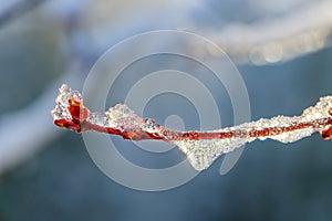 Ice Coated Tree Buds in Spring Thaw