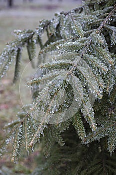 Ice Coating on Pine Tree