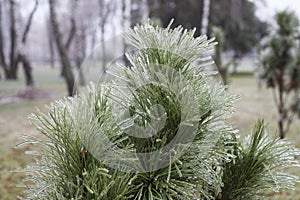 Ice Coating on Pine Tree